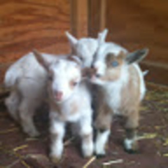 Meet your Posher, Grace - Picture 1 of 1